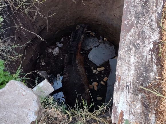 Rescataron a un caballo que había caído en un pozo ciego de cuatro metros en Mar del Plata