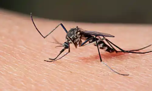 Luján: Detectan un nuevo caso de dengue autóctono
