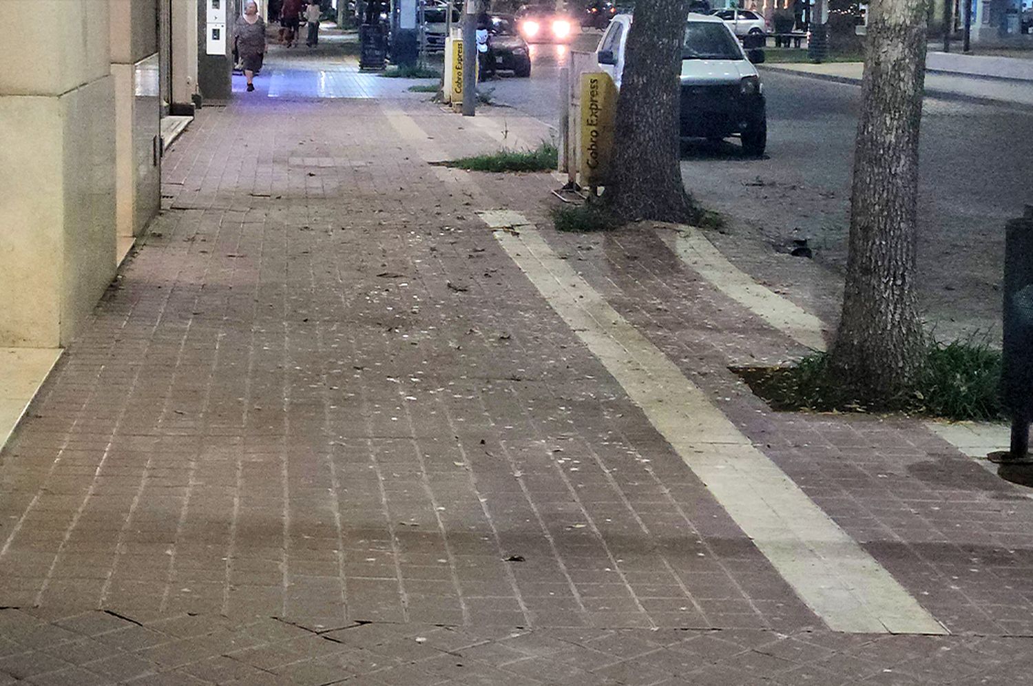 golondrinas invasión en rafaela - 2