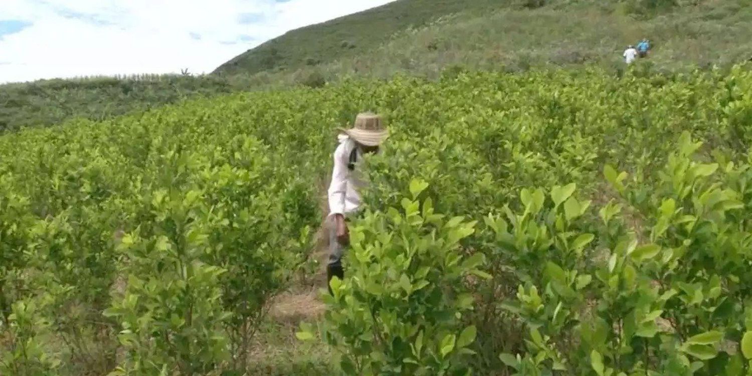 Colombia es el país con más cultivos de coca en el mundo; dice la ONU