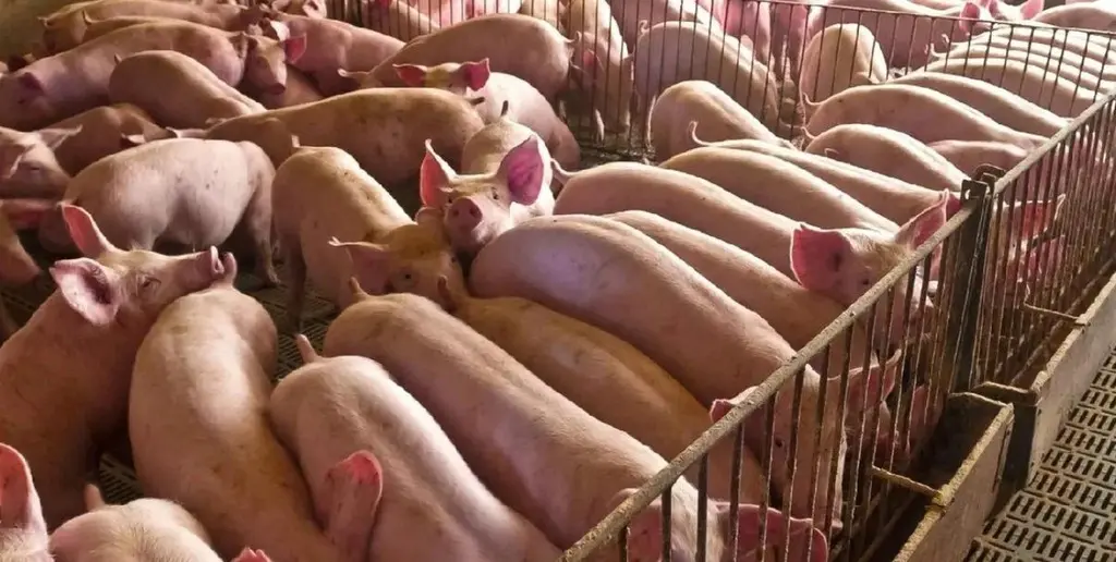 IMás consumo, mejor perfil nutricional: el crecimiento sostenido de la carne de cerdo