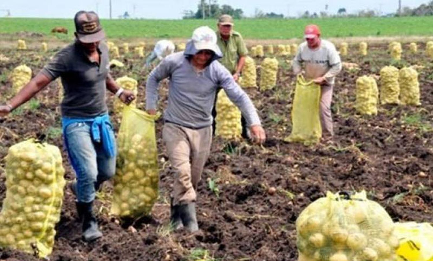 Economías regionales no consiguen trabajadores por los planes sociales 