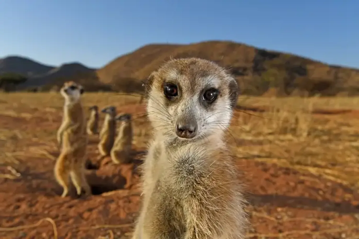 Fotografías de vida silvestre 2021