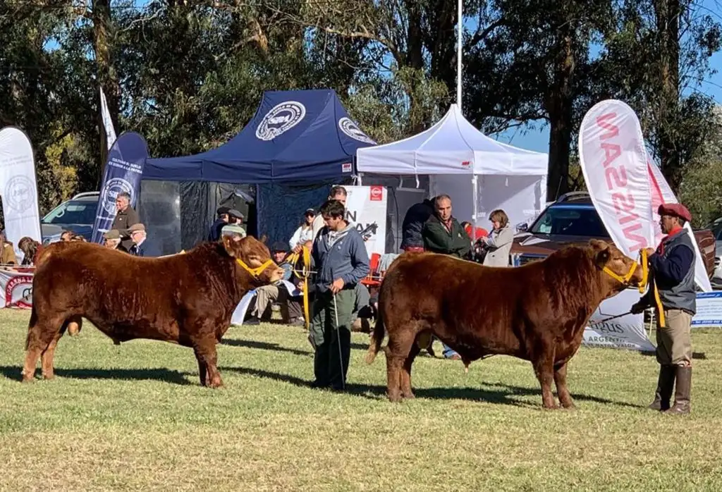 Con más de 500 animales se realizó la Exposición Ganadera de otoño 2019 en la Rural