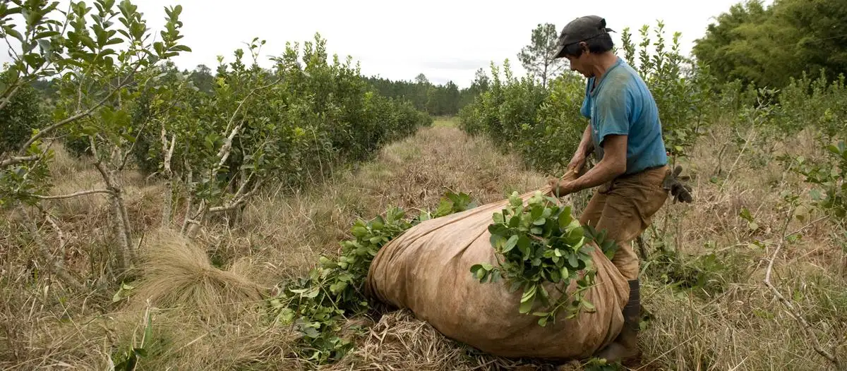 La cosecha de yerba mate se desplomó y podría conllevar una suba en el precio