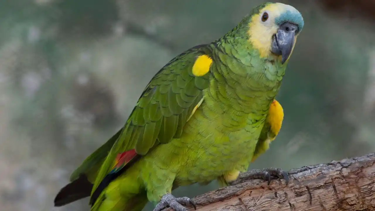 La provincia brindó información ante la reciente aparición de casos de psitacosis