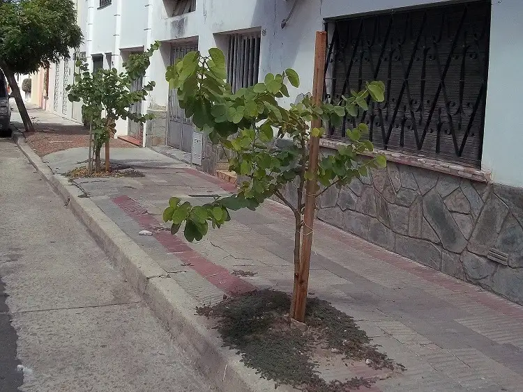 VIVERO - 1