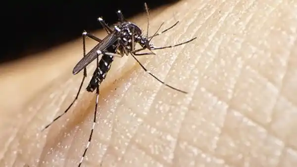 mosquito aedes