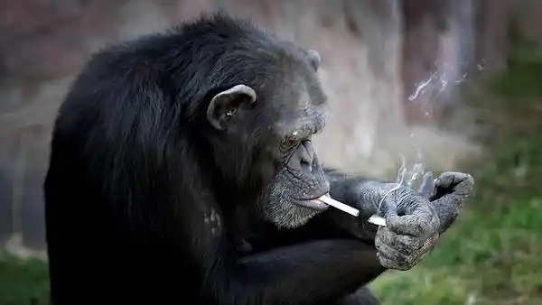 Azalea, la chimpancé que fuma un atado de cigarrillos por día