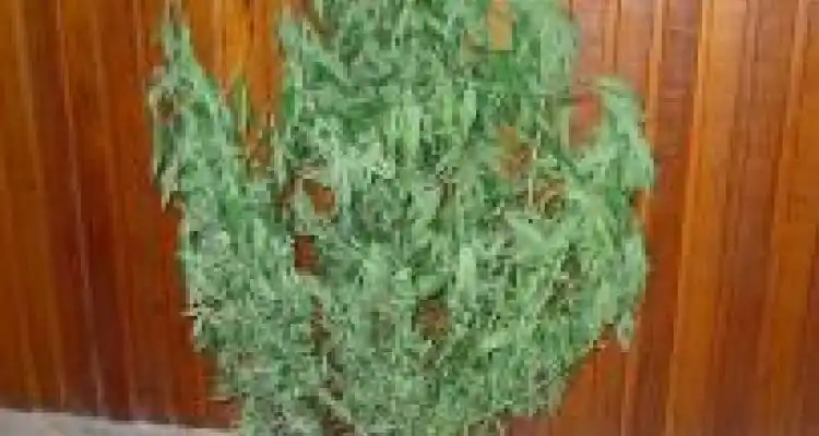 Secuestran marihuana en una vivienda