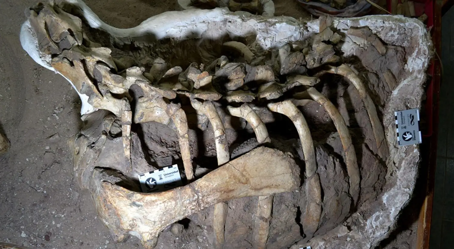 Una nueva especie de dinosaurio fue hallada en Neuquén