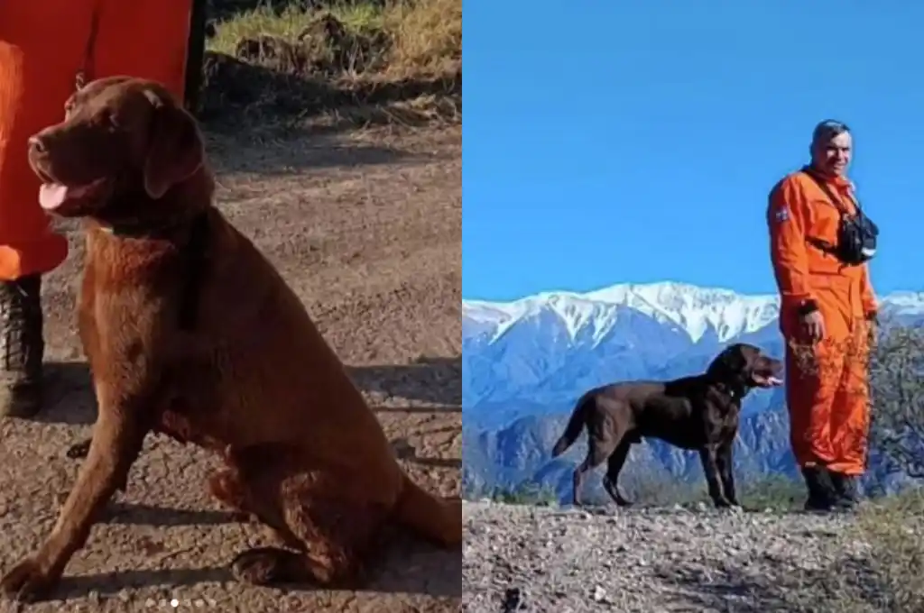 Murió uno de los perros que participó de la búsqueda del Loan en Corrientes. (Foto: Instagram/@feabv_entrerios)