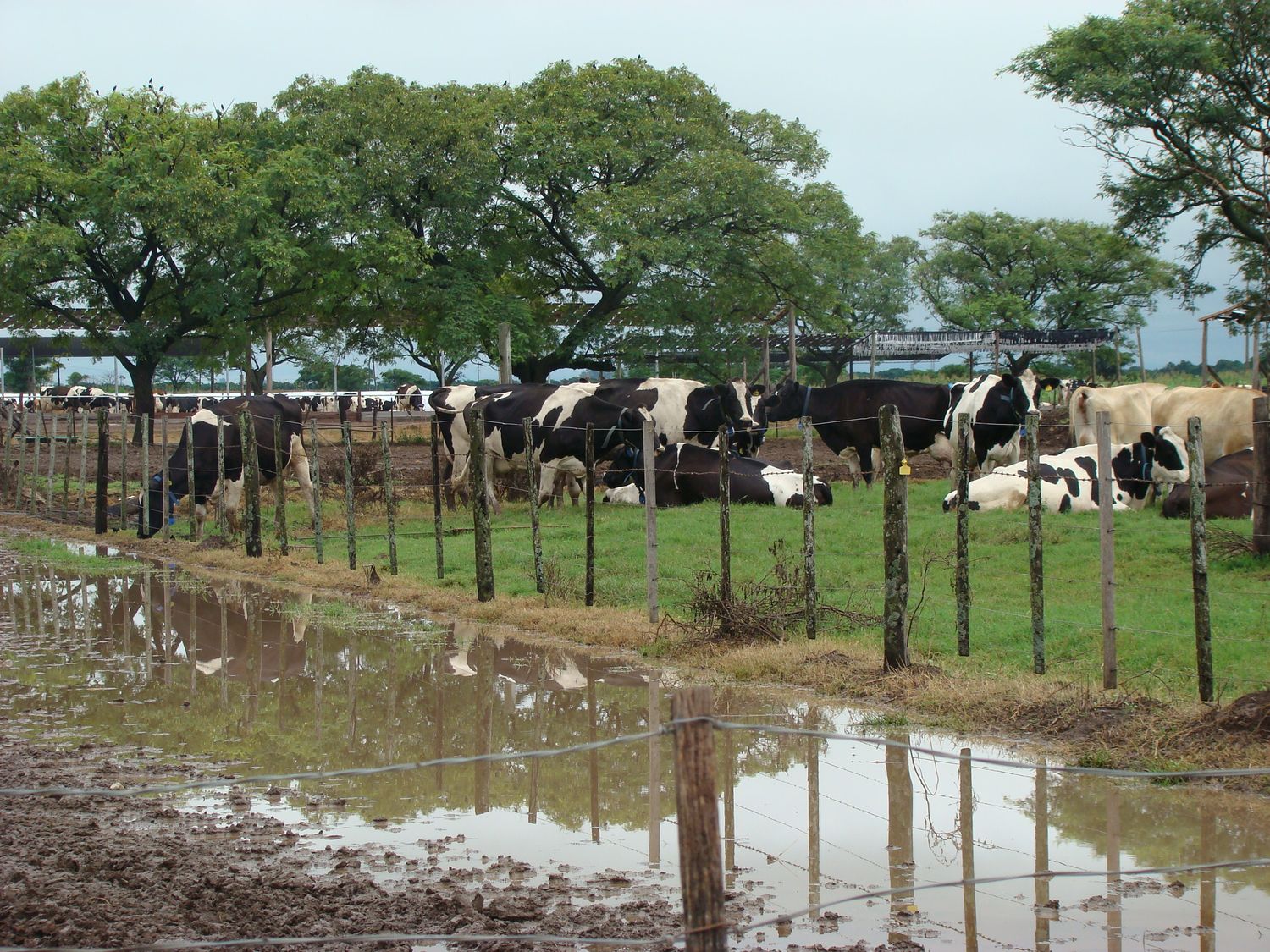 “Hay que llegar a tiempo para salvar a tambos y productores”