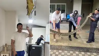 Horror en Tailandia: una pitón de 5 metros rompió el techo y se comió al gato de la familia