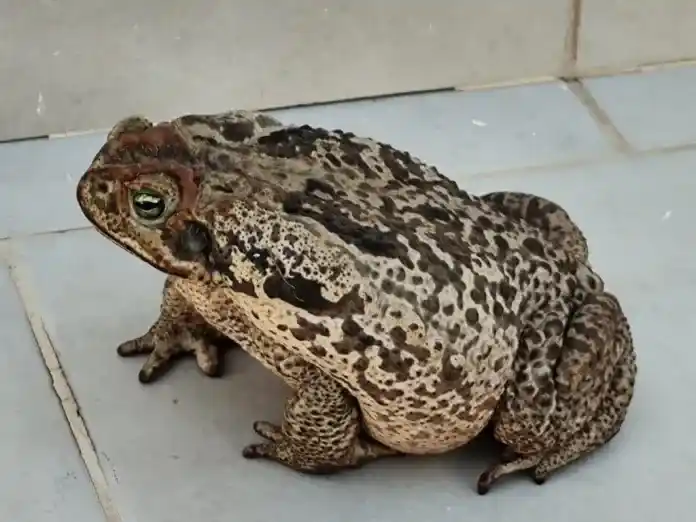 Un sapo habría provocado la muerte de dos perros en Urdinarrain