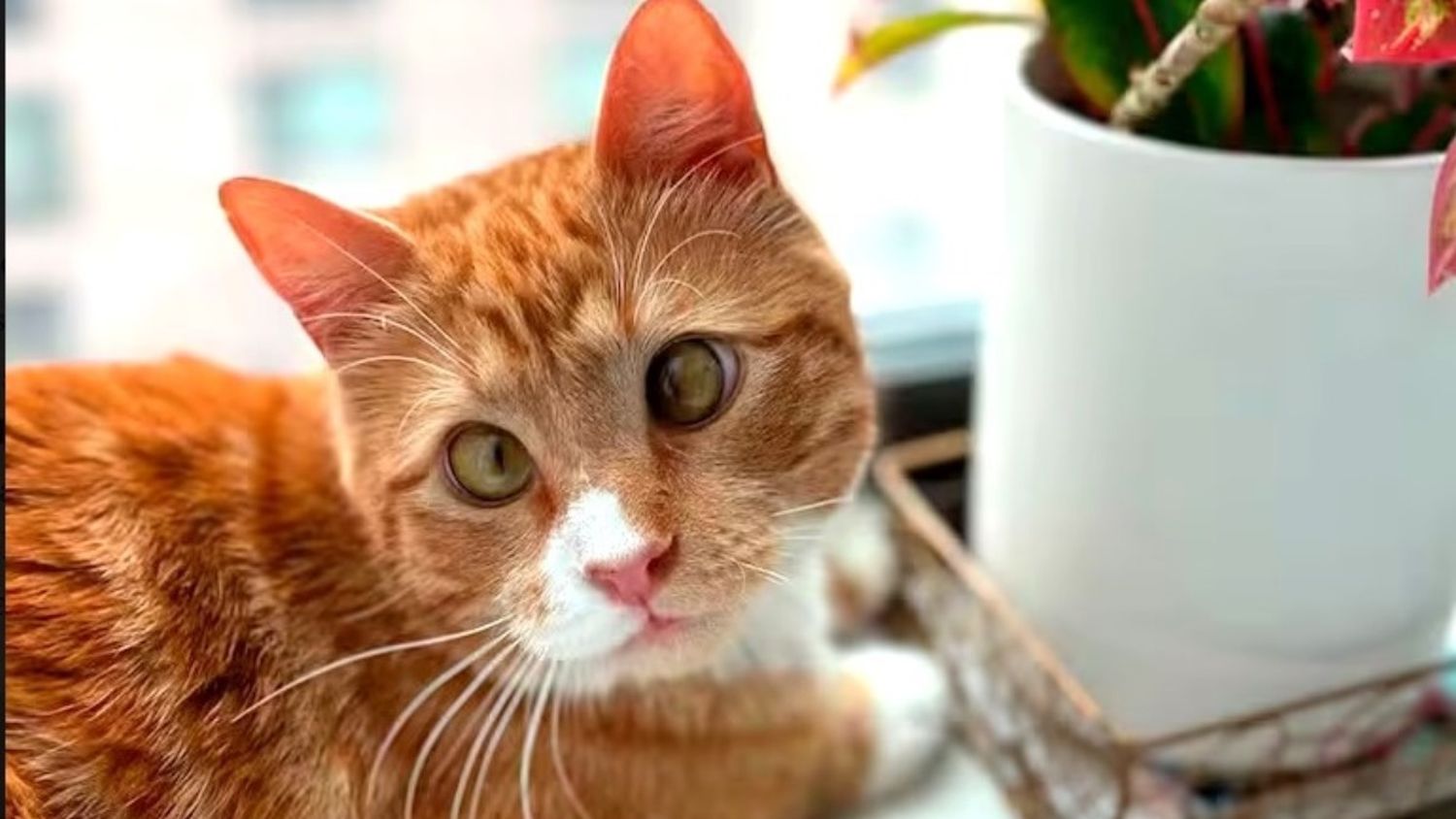 La historia de Luciano, el gatito atigrado naranja perdido en Nueva York que conquistó a todos