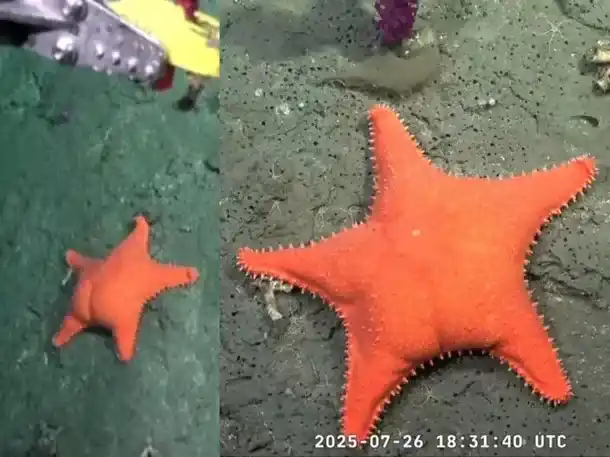 estrella de mar culona