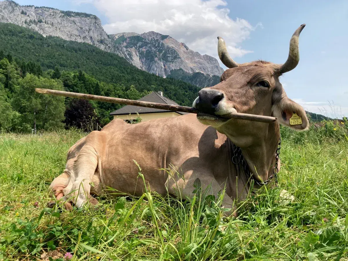 Veronika, la vaca que sorprendió a científicos al usar herramientas como un chimpancé