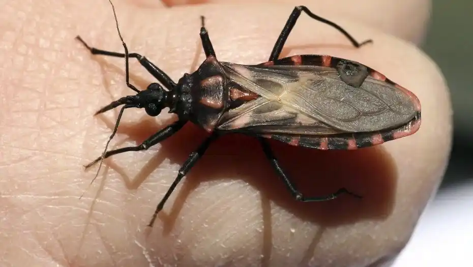 Prueban con éxito una vacuna experimental contra el chagas