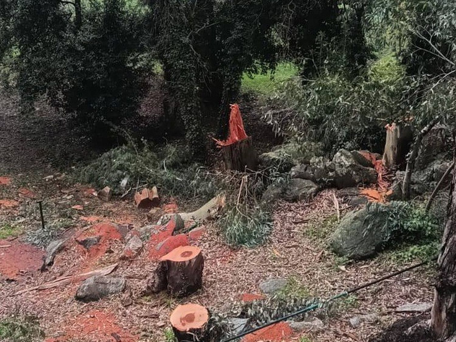 Sin respuestas convincentes del Municipio, pidieron informes por la tala en el Calvario