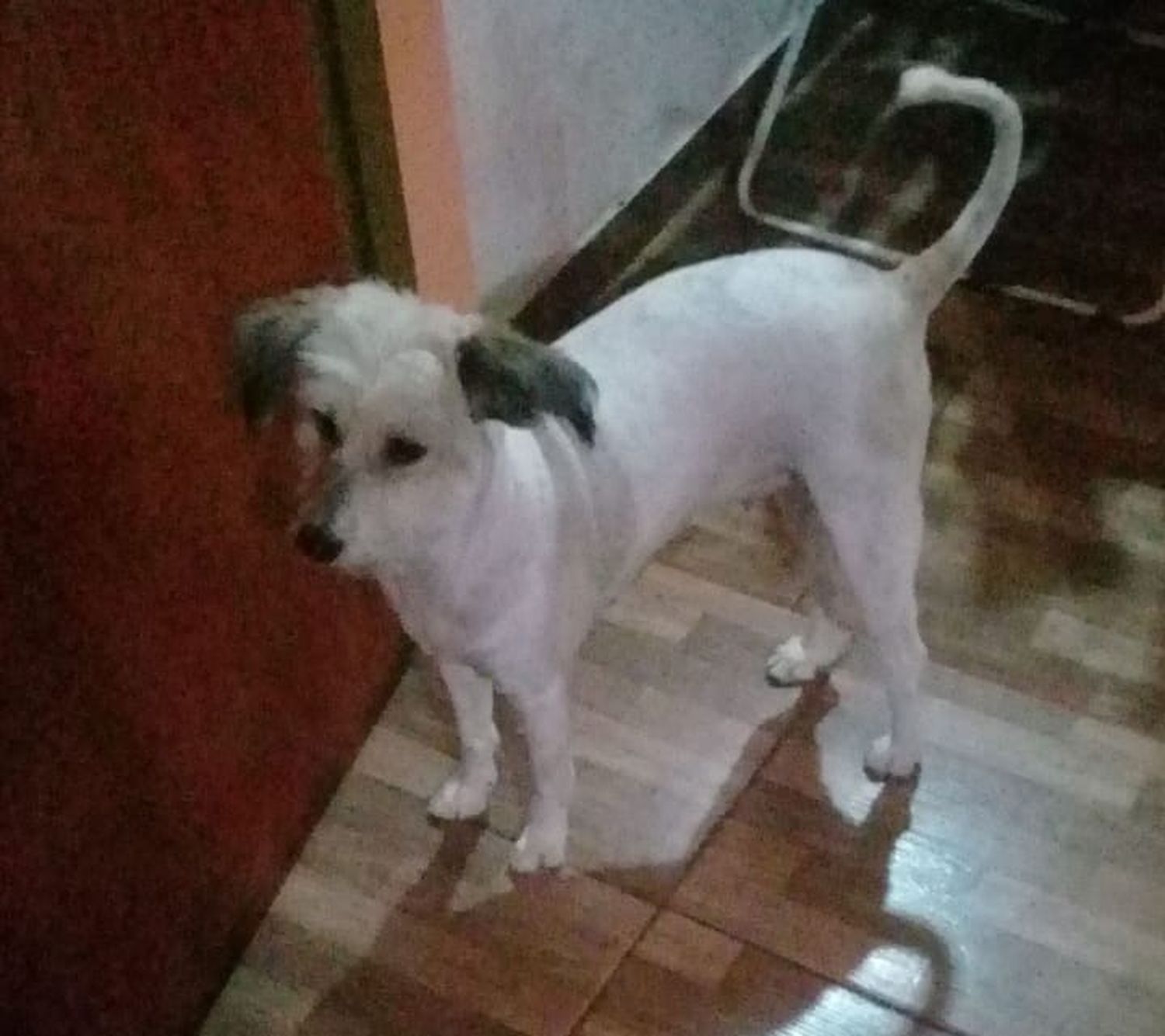 Justi busca a Monona – #Solucionado