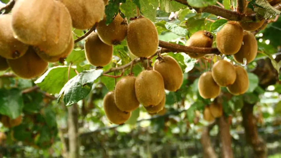  Importantes operativos para frenar el hurto de kiwi