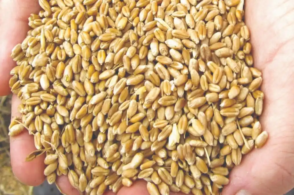 Ya se sembró el 41,7% del área estimada de trigo para la actual campaña