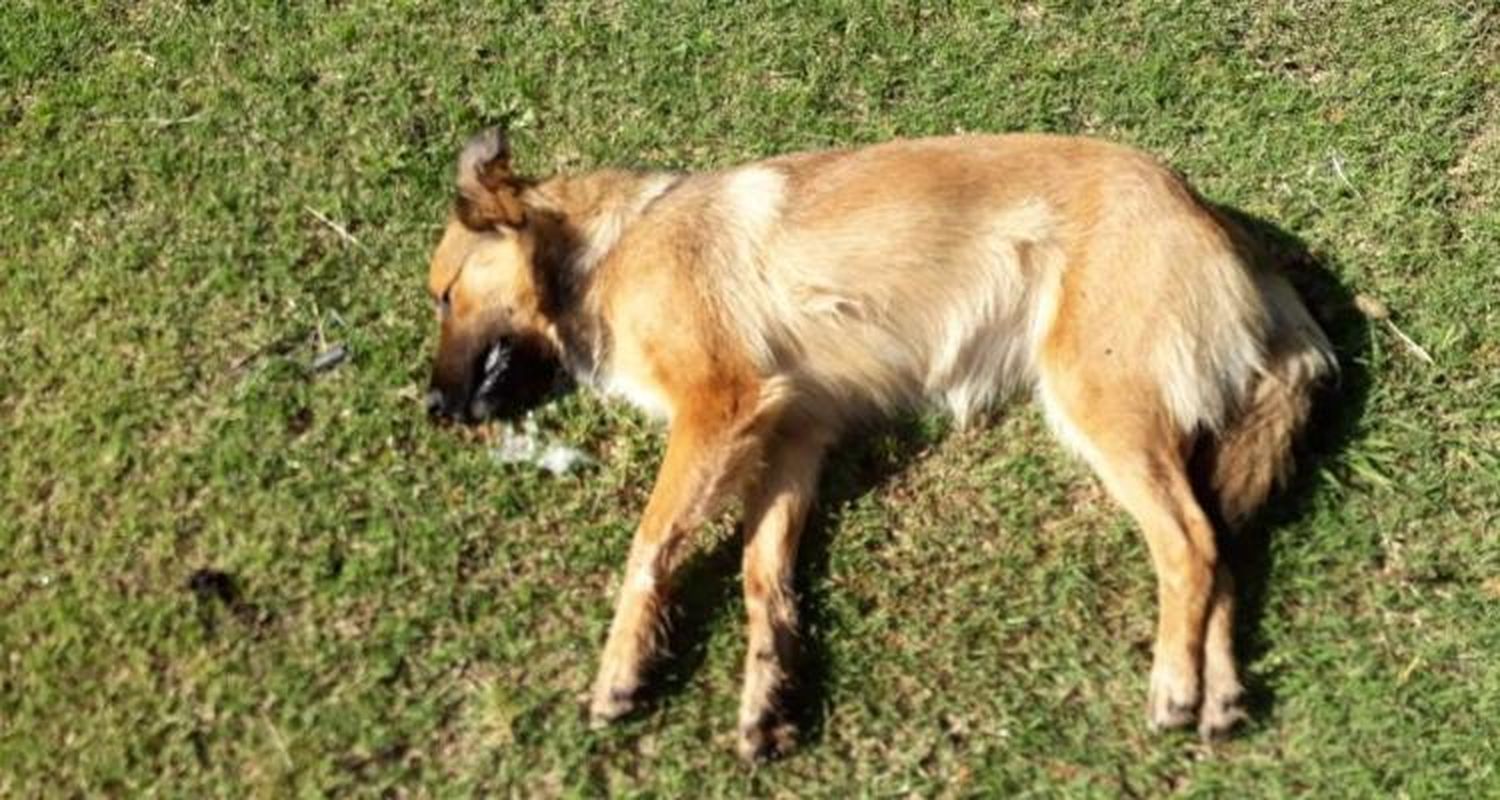 Perros envenenados en el campo
