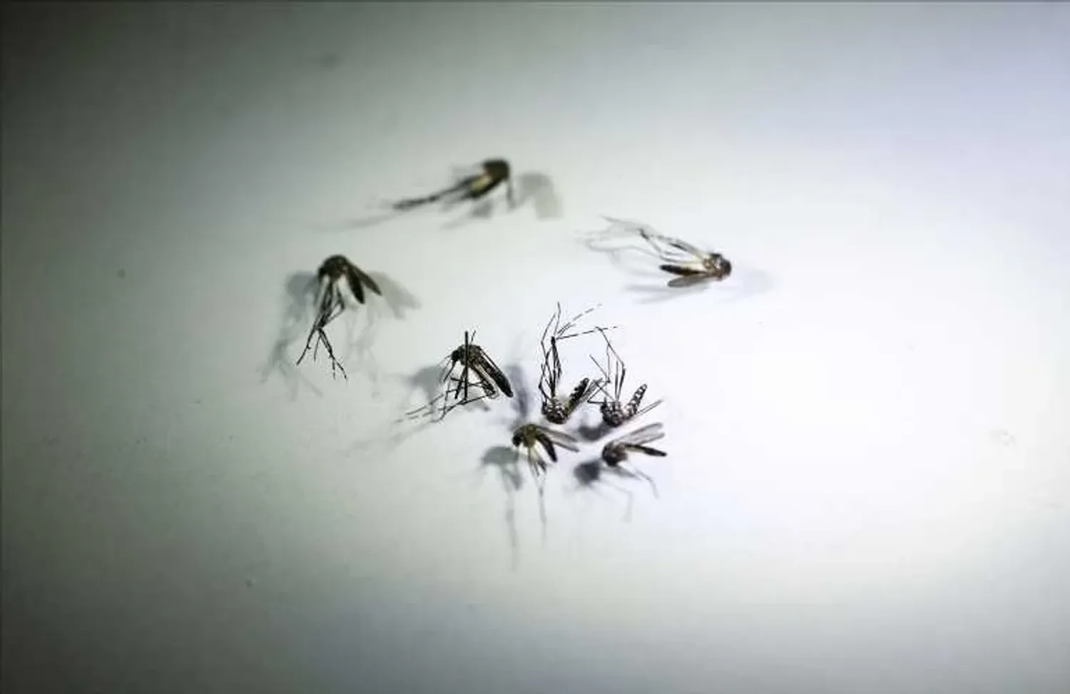 Dengue en Córdoba: detectaron el primer caso de serotipo 4 en el país