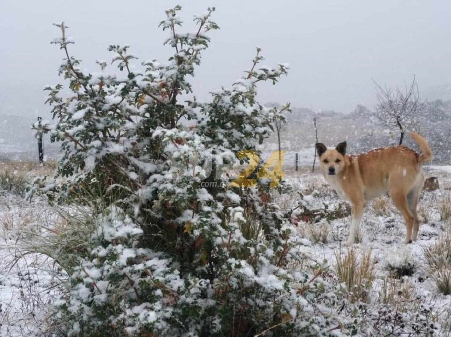 Se registró la primera nevada del año en Córdoba