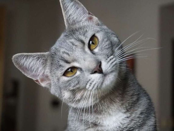 Dia Mundial del Gato: consejos para su cuidado y una tenencia responsable