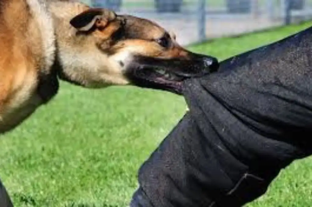 Corrientes: un perro atrapó a un ladrón cuando entró a robar a su casa