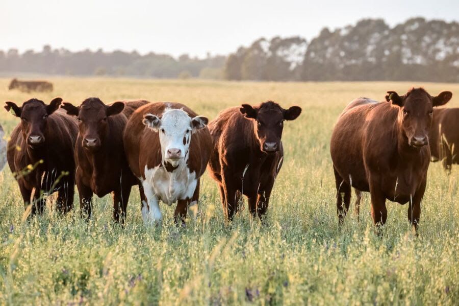 Argentina mantiene su sexto lugar en la producción mundial de carne bovina
