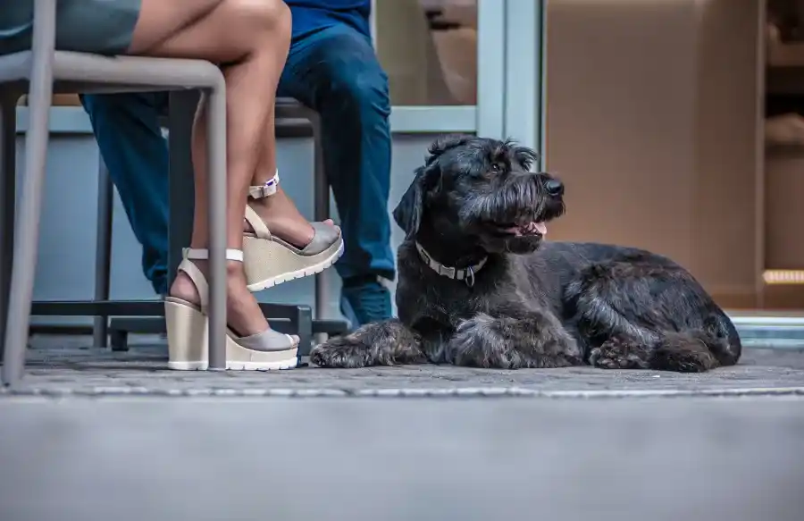 La mayoría de los argentinos elige alojamientos "pet friendly"