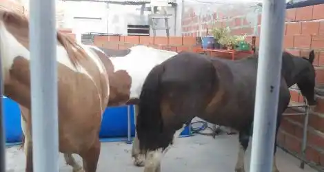Animales sueltos en Los Aromitos