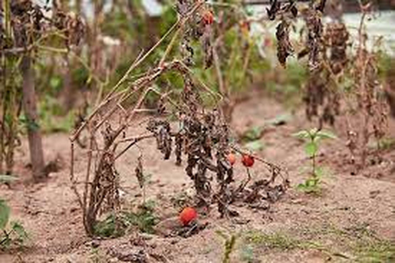 HUERTA DOMICILIARIA: reacondicionar el terreno, canteros o macetas para la nueva temporada de siembra