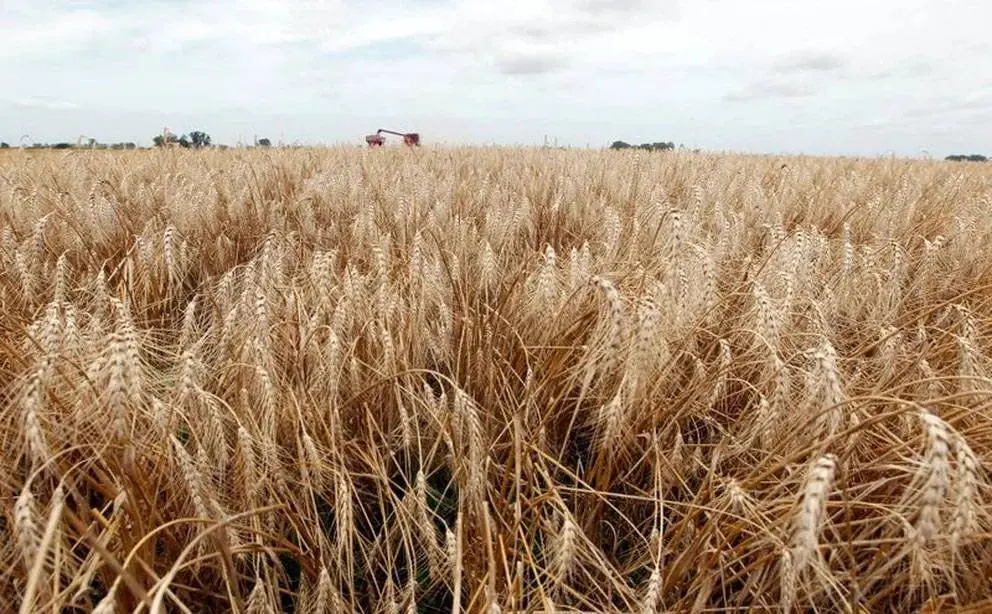 Por el impacto de la sequía, en la cosecha de trigo se perderán USD 1.100 millones por exportaciones