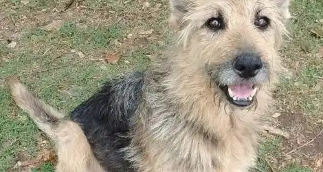 Mascota perdida