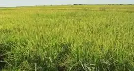 La cadena arrocera genera 5.127 puestos laborales
