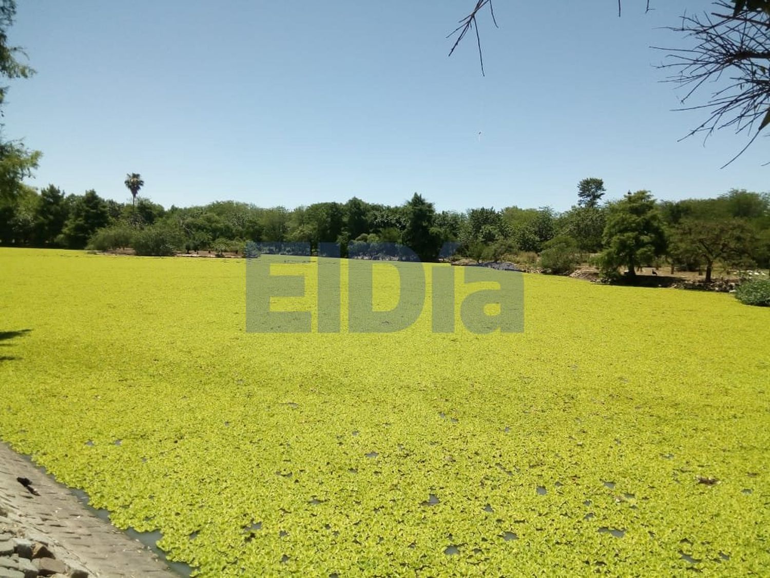 La laguna del parque está completamente verde: ¿A qué se debe el fenómeno?