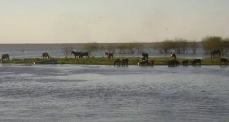 Creciente del Paraná: Baradero evacuó familia de zona de islas luego de que el río superara los 2,70 metros