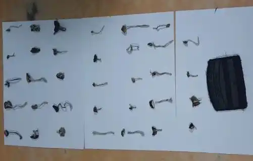 Secuestraron 34 hongos alucinógenos en un control sobre el puente Chaco – Corrientes