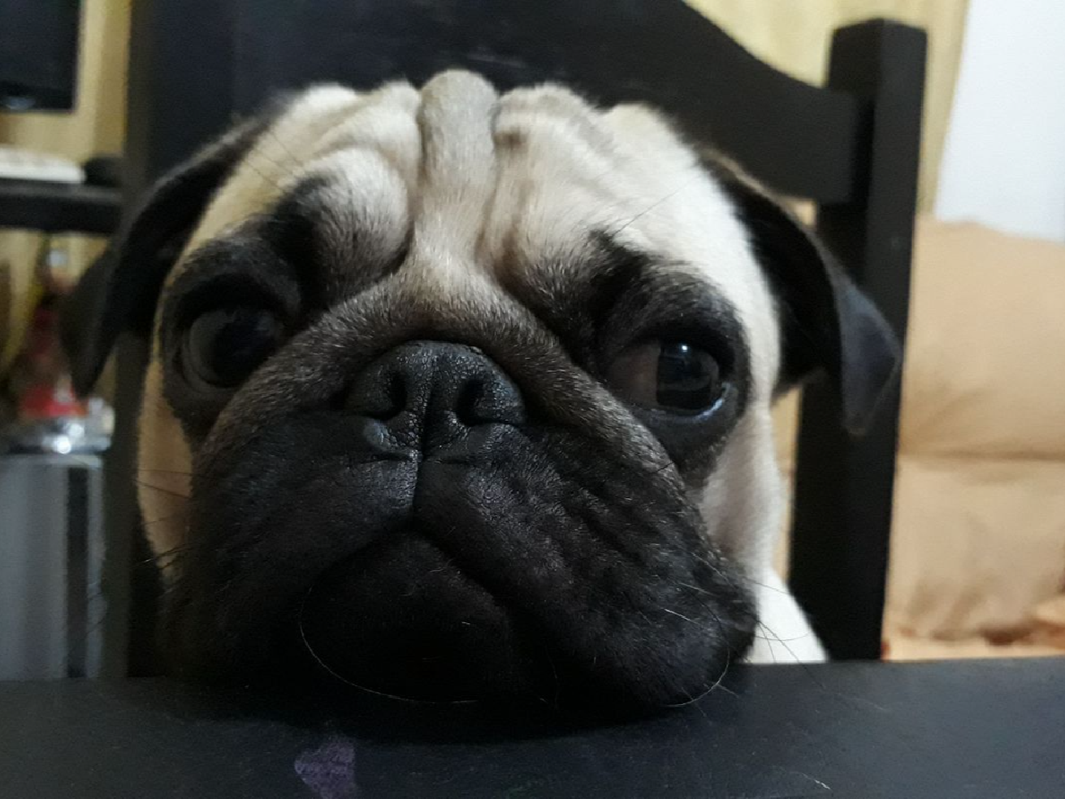 “No pienses en mí, pensá en el”: el desesperante pedido de una dueña por su perro Antonio