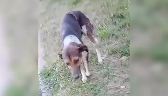 Ayuden al perrito