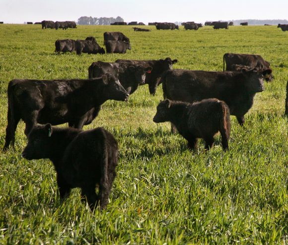 De carne somos: los grupos ganaderos que más animales tienen
