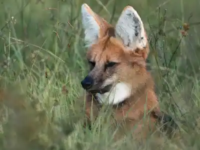 Chamarrita volvió a la naturaleza: liberan un aguará guazú en la reserva El Potrero