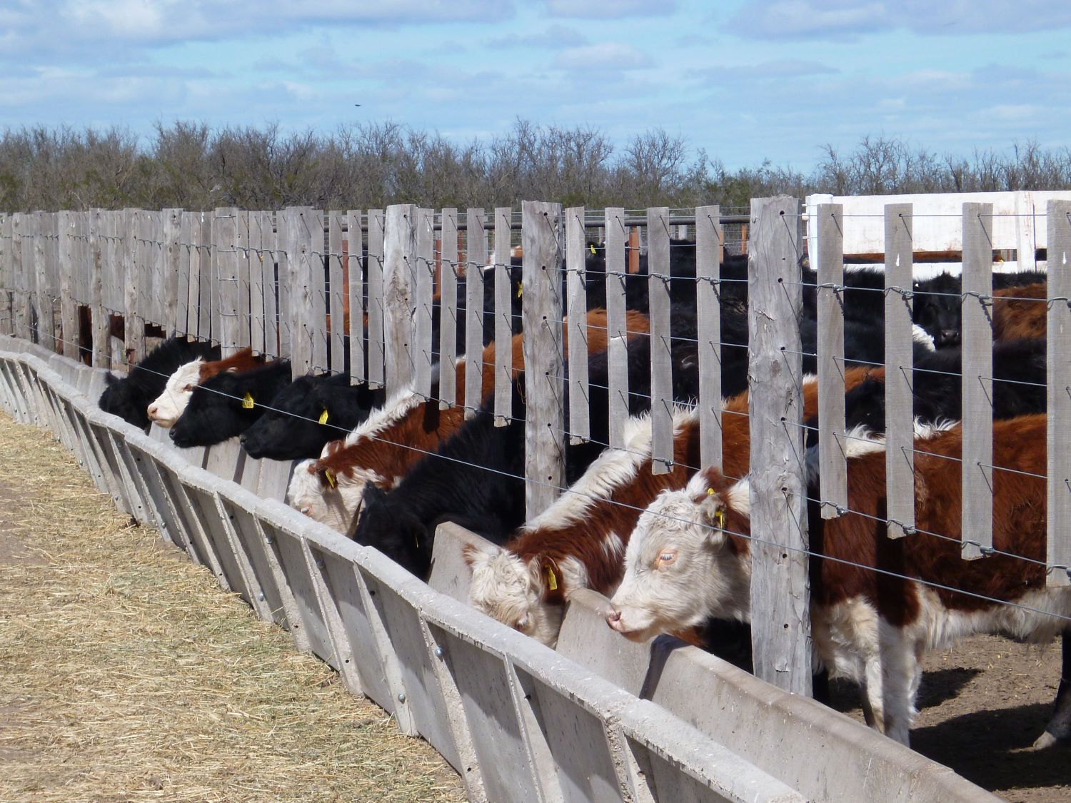 Feedlot: cuántos establecimientos de engorde a corral hay en Argentina