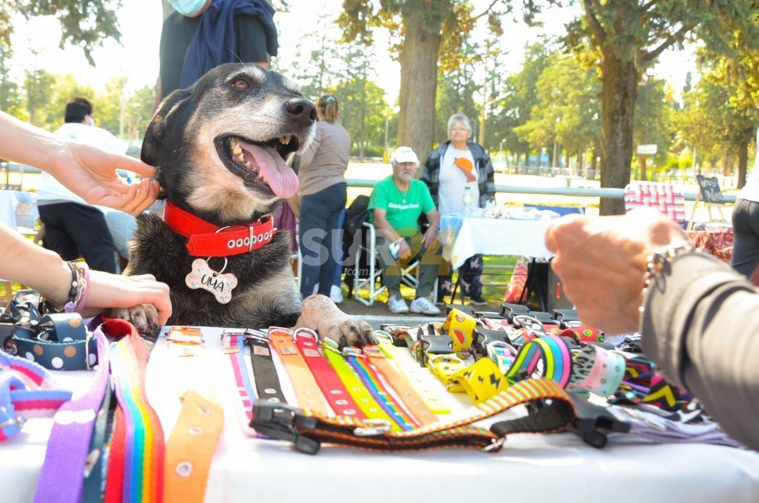 Once familias adoptaron perritos en la Feria Mascotera Municipal