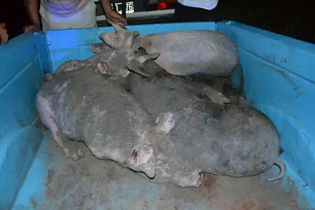 Detuvieron por abigeato a un hombre que hace 19 días fue condenado a prisión efectiva