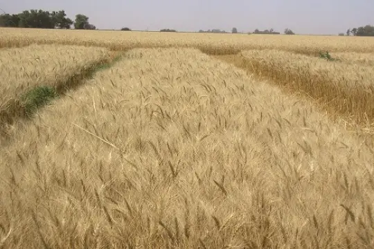 Más de un millón de hectáreas de trigo podrían perjudicarse por las lluvias